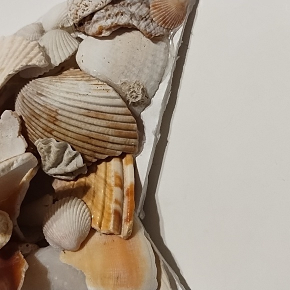 10 Inch Shell Star - Picture 8 of 13